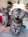 humour